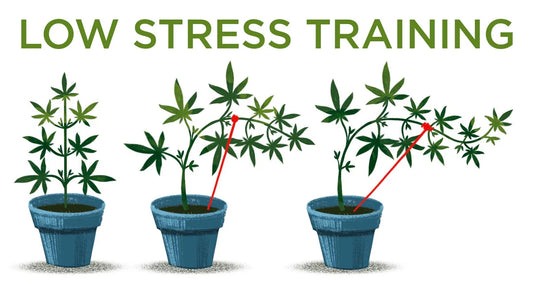 Low Stress Training (LST)