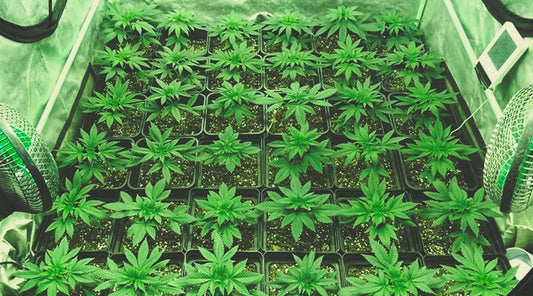 Sea of Green (SoG) Anbaumethode