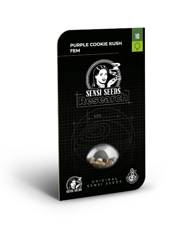 Purple Cookie Kush Feminisiert Sensi Seeds