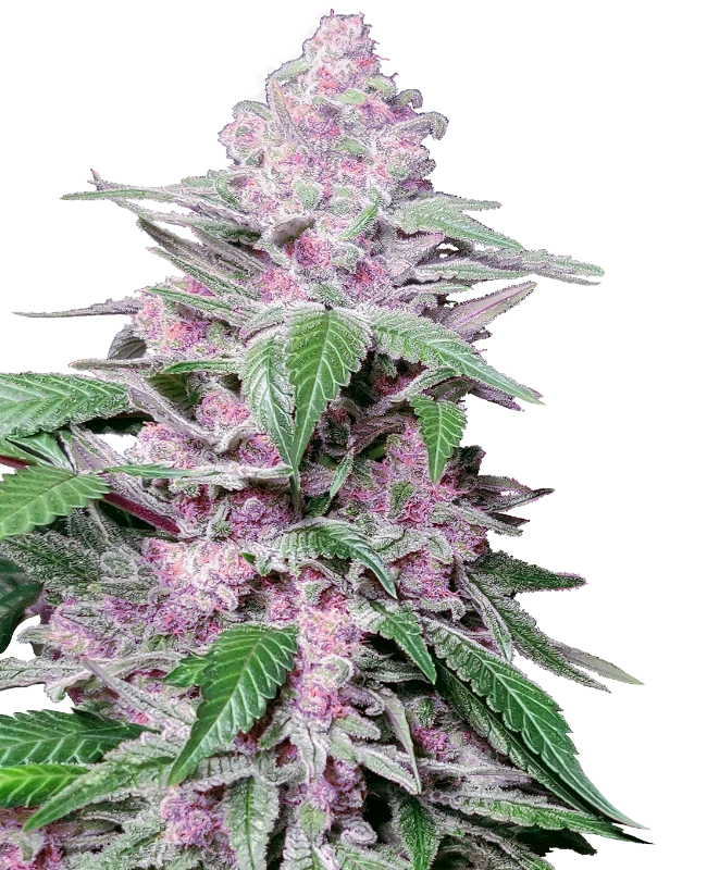 Purple Cookie Kush Feminisiert Sensi Seeds