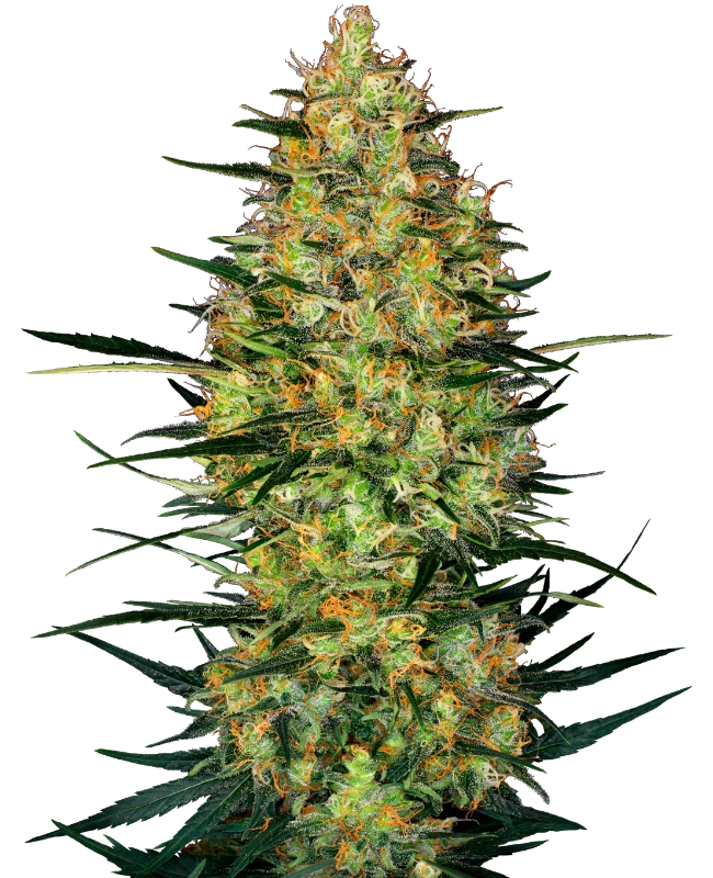 Auto Caramellow Kush (Feminisiert) Sensi Seeds