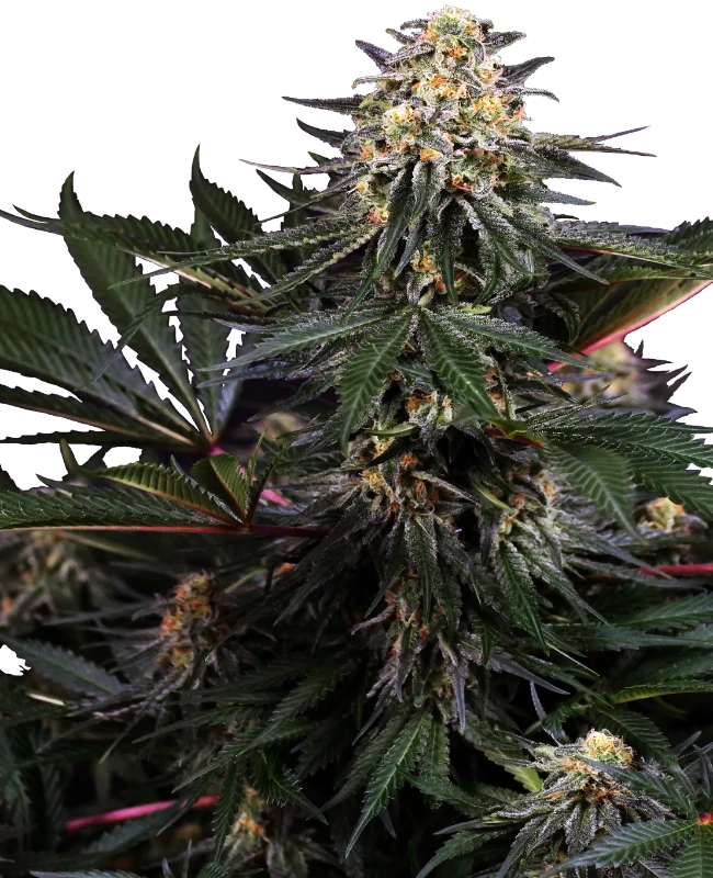 Lockdown Kush Feminisiert Sensi Seeds