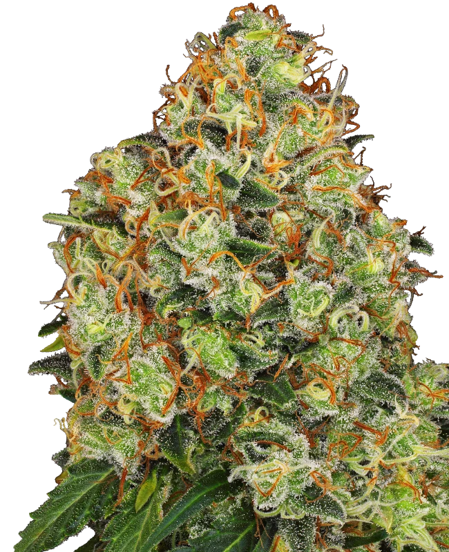 Auto Sweet Tangerine Tango (Feminisiert) Sensi Seeds