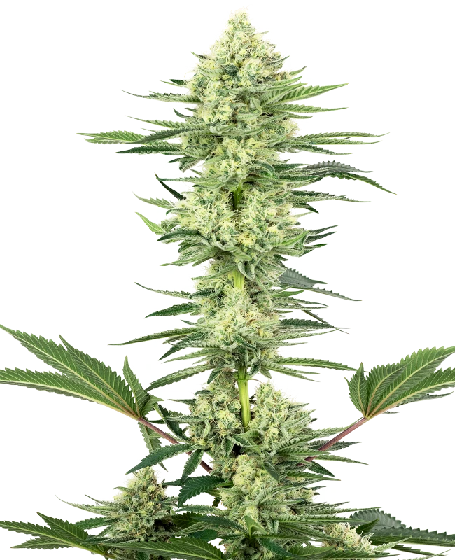 White Gorilla Haze Feminisiert Sensi Seeds