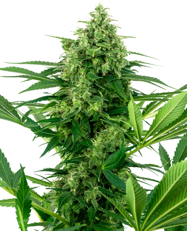 Banana Frosting Feminisiert Sensi Seeds