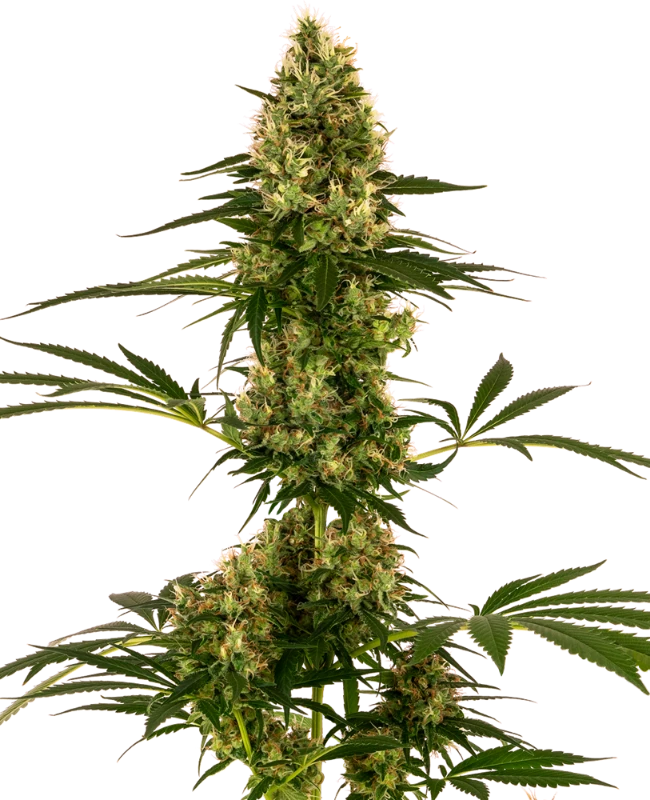 Auto Blue Bullet (Feminisiert) Sensi Seeds