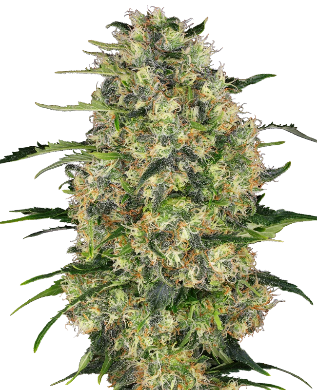Black Domina Feminisiert Sensi Seeds