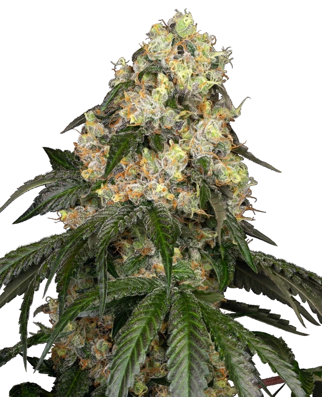 White Biscotti OG XXL Feminisiert Sensi Seeds