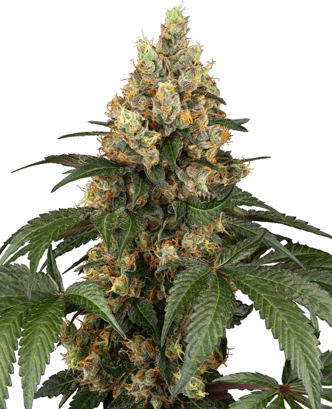 Chocolate Rainbow XXL Feminisiert Sensi Seeds