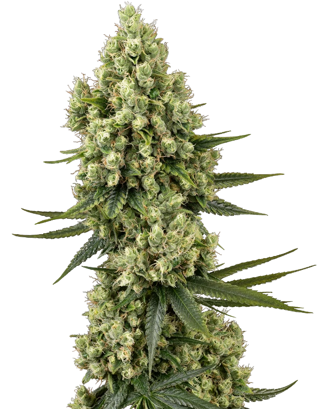 Silver Fire Feminisiert Sensi Seeds