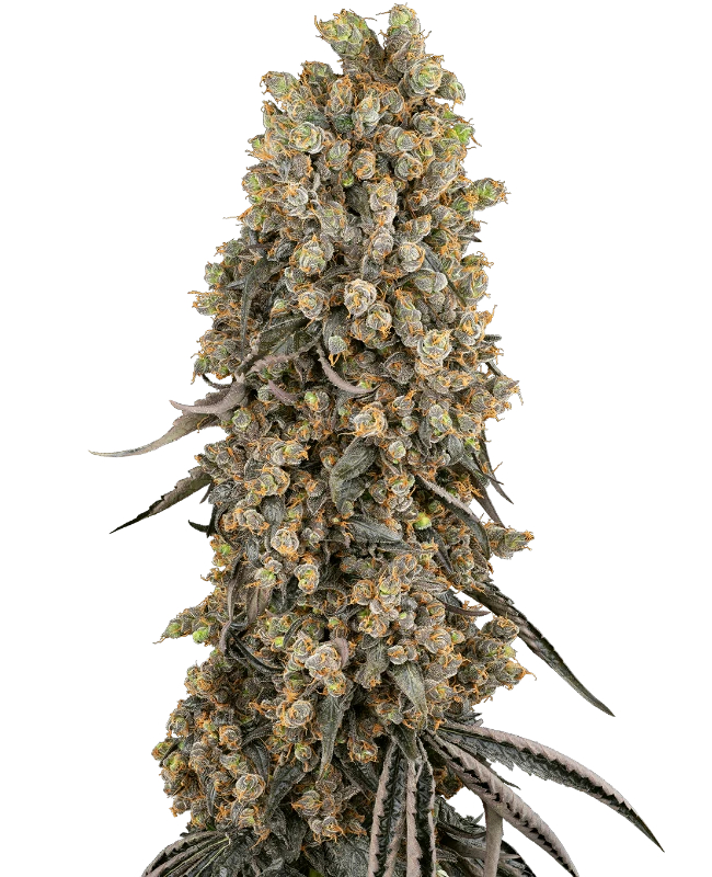 Atomic Blue Dream Feminisiert Sensi Seeds