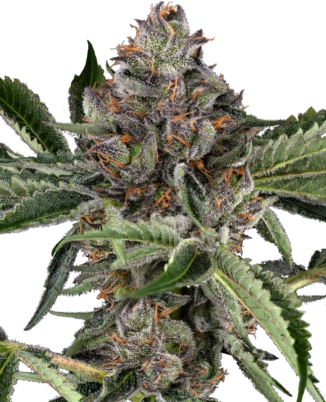 Papaya Jealousy® Feminisiert Sensi Seeds