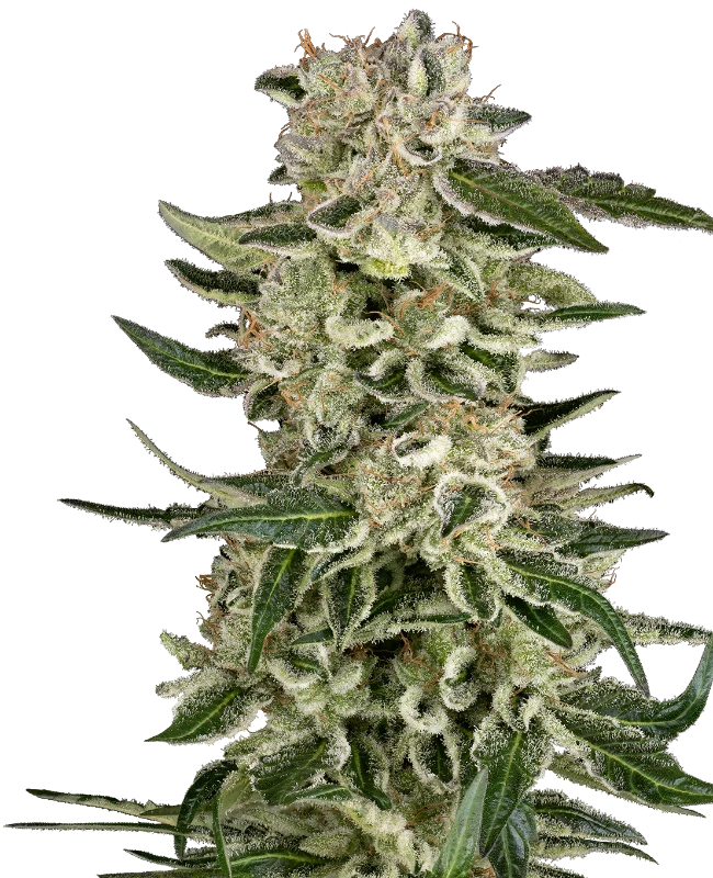 Auto Sunset Sherbet (Feminisiert) Sensi Seeds