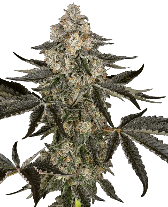 Auto Sauvignon Blanc (Feminisiert) Sensi Seeds