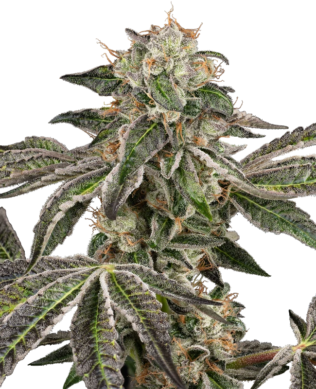 Auto Runtz (Feminisiert) Sensi Seeds