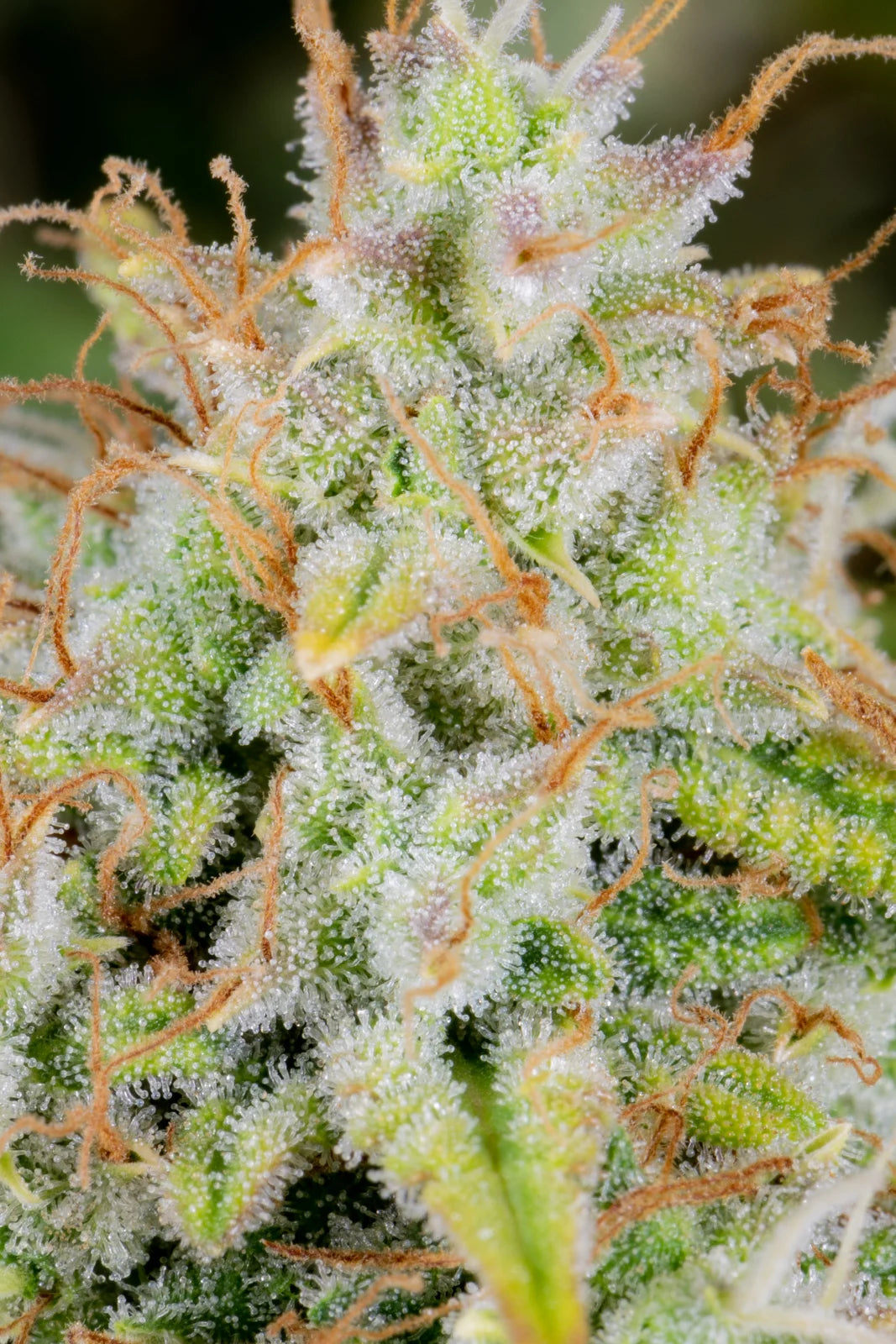 Auto Original Cinderella (Feminisiert) Fast Buds