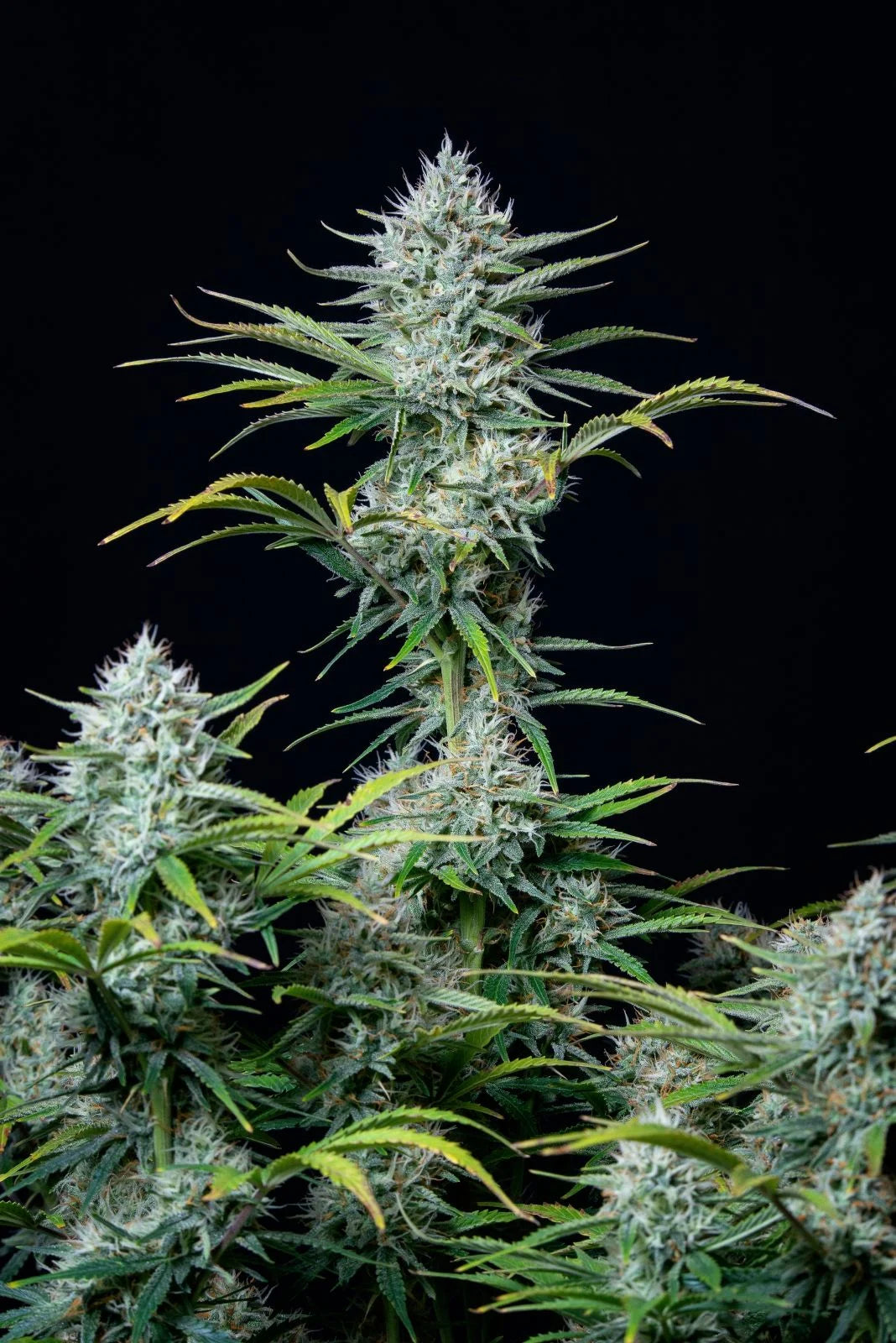 Auto Original White Widow (Feminisiert) Fast Buds