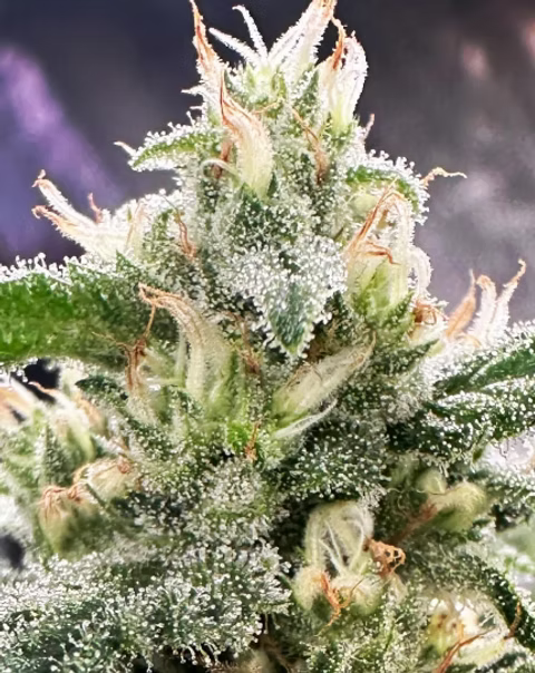 Honey Banana Feminisiert Bubbatz Seeds