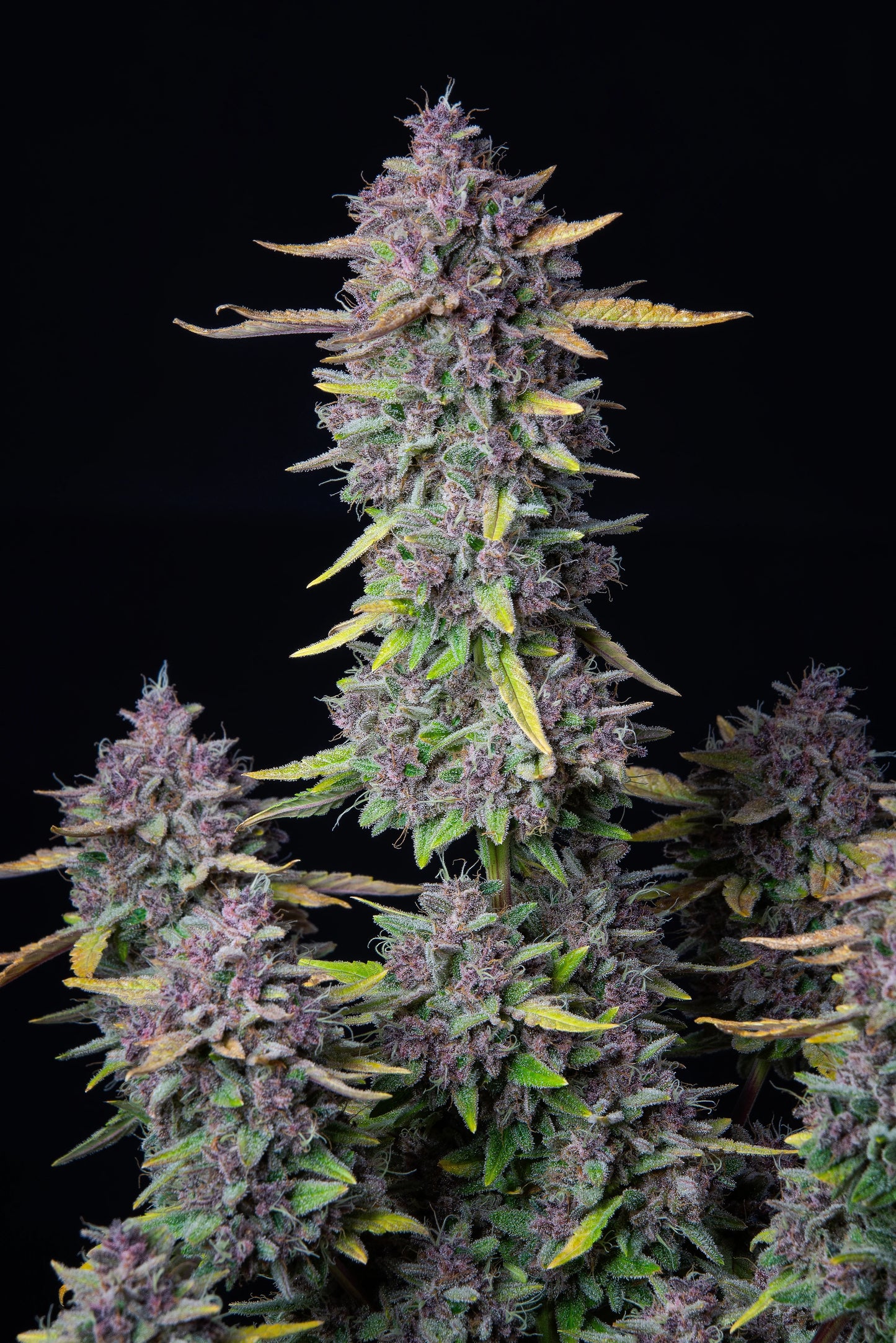 Auto Purple Punch (Feminisiert) Fast Buds