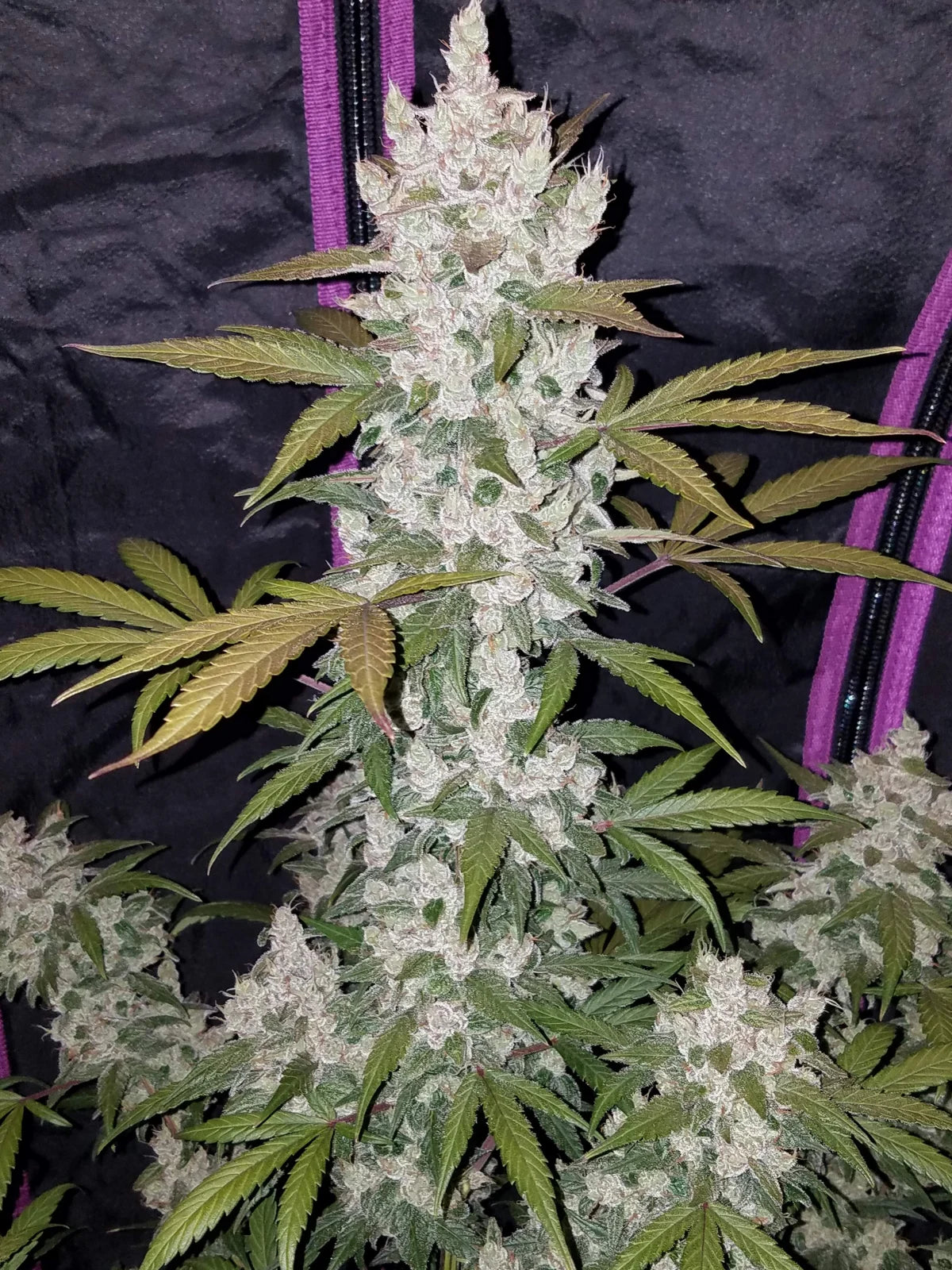Auto Girl Scout Cookies (Feminisiert) Fast Buds