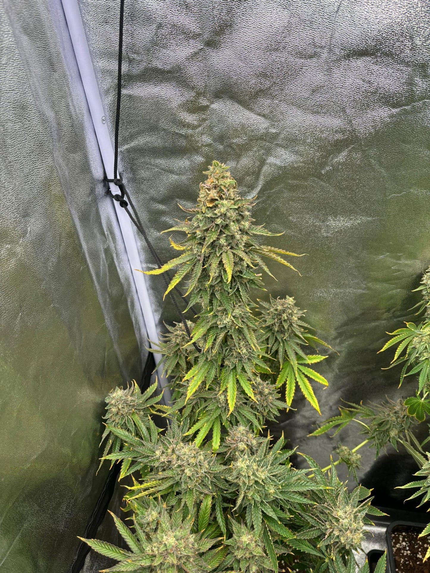 White Truffle Feminisiert Bubbatz Seeds