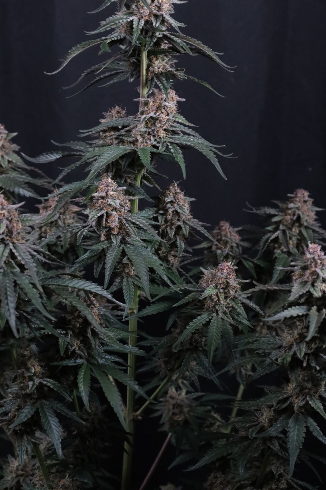 Auto Mendo Cherry Cookies™ (Feminisiert) Fast Buds