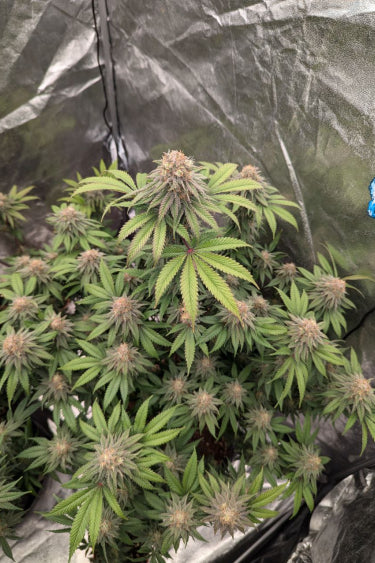Lemonpaya Feminisiert Fast Buds