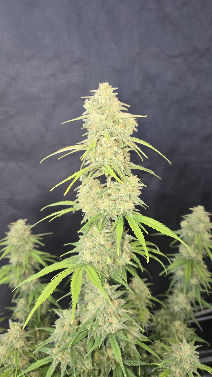 Auto Z-Up (Feminisiert) Fast Buds
