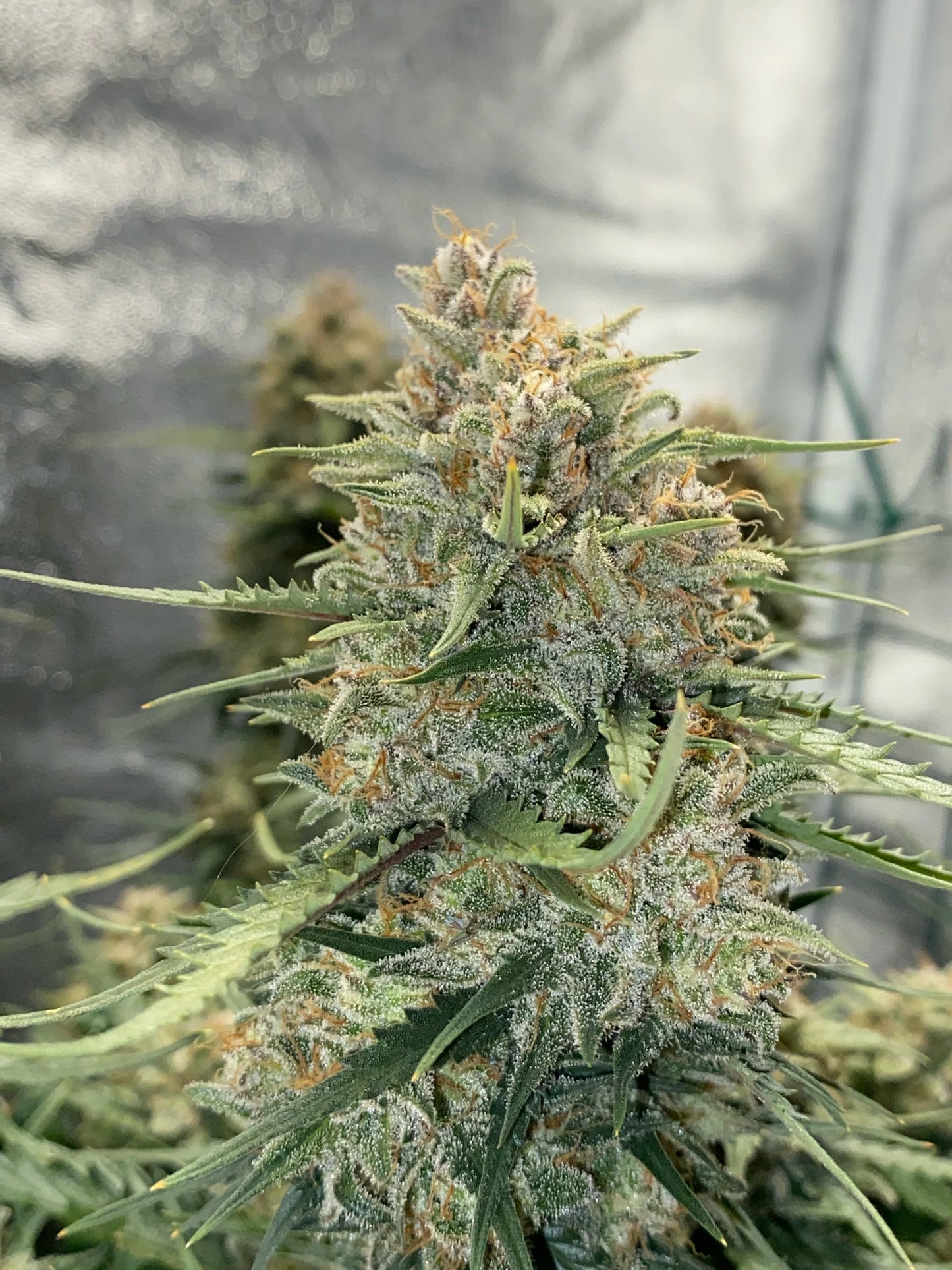 Auto Original Sour Diesel (Feminisiert) Fast Buds