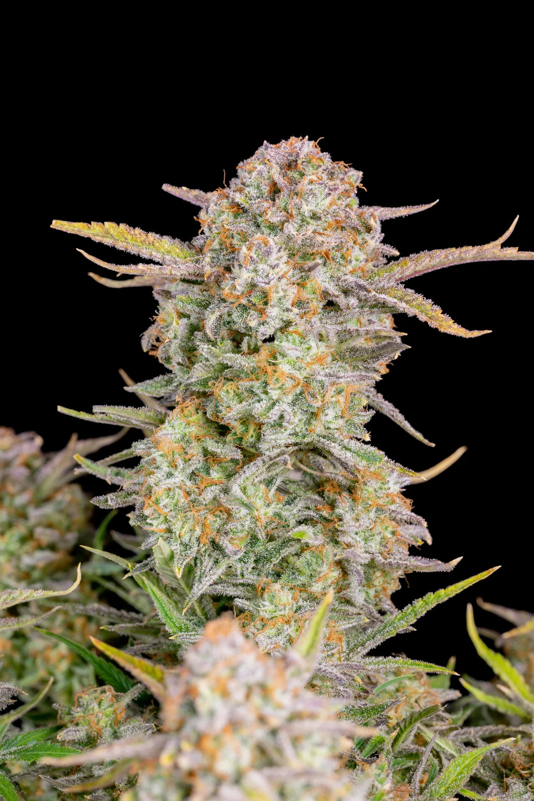 Auto Bruce Banner (Feminisiert) Fast Buds