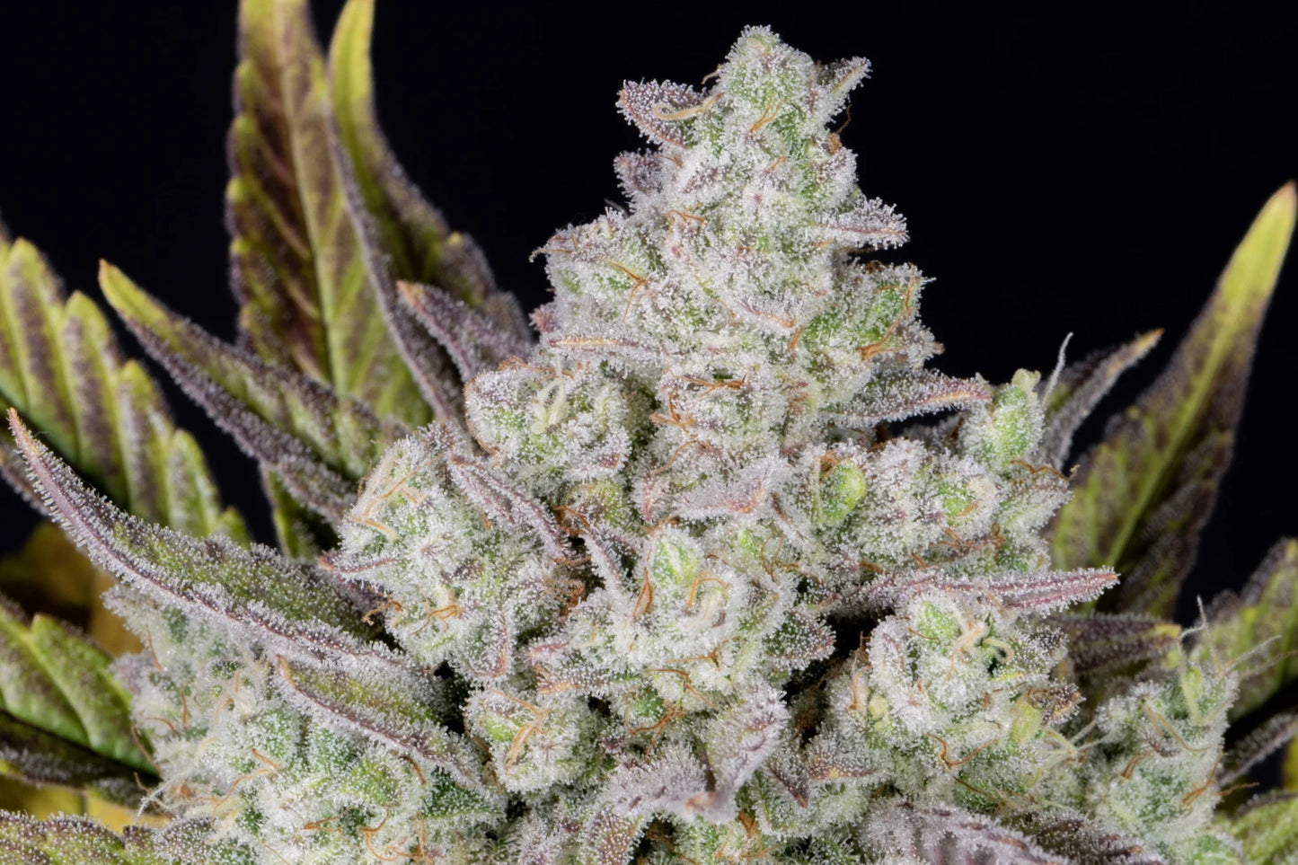 Auto Gorilla Cookies (Feminisiert) Fast Buds