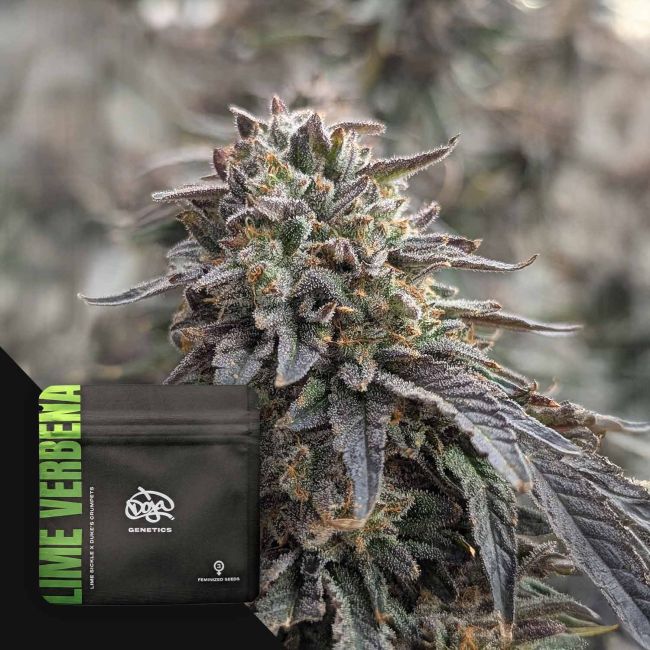 Lime Verbena Regulär Doja Exclusive