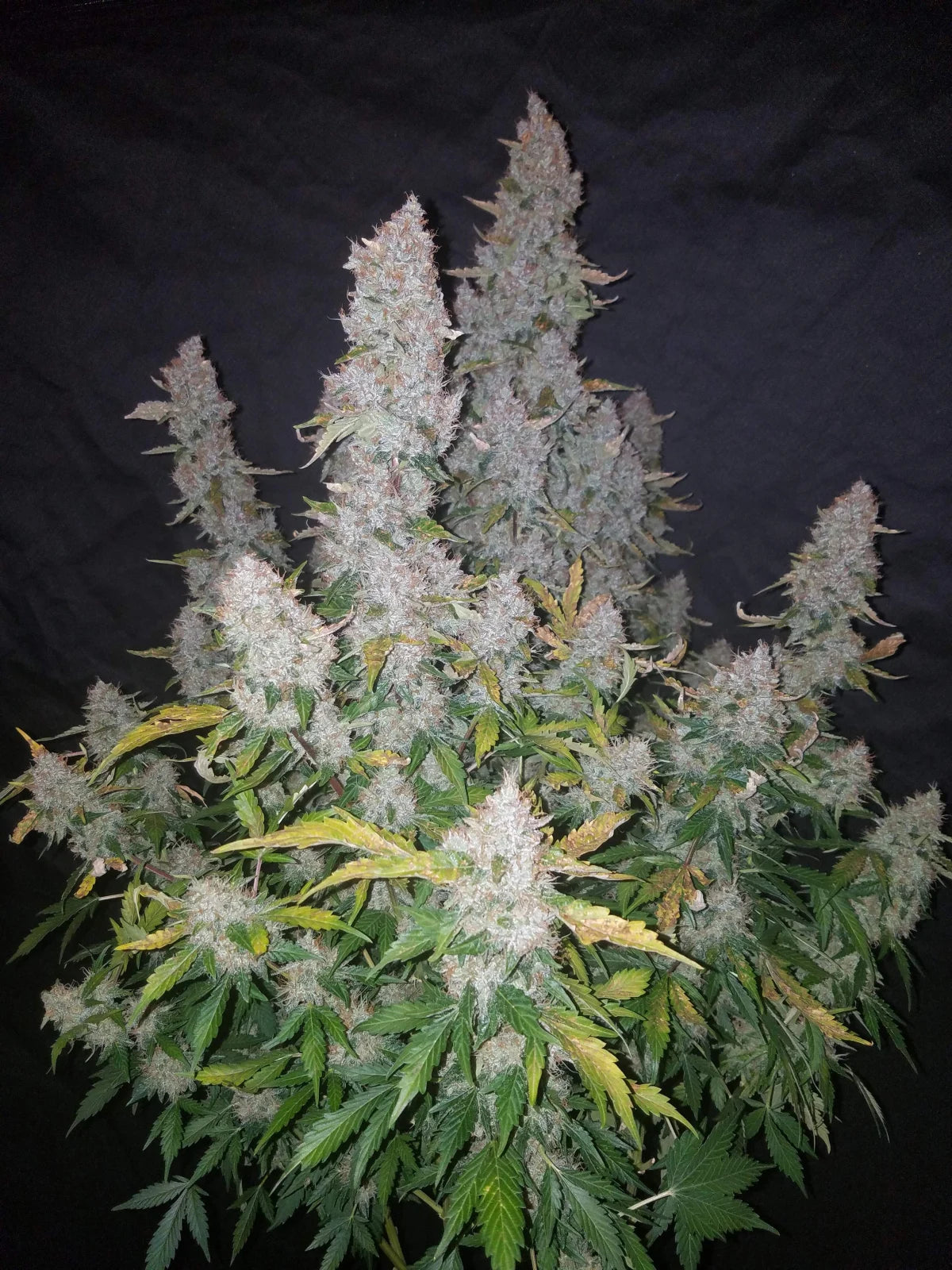 Auto Stardawg (Feminisiert) Fast Buds