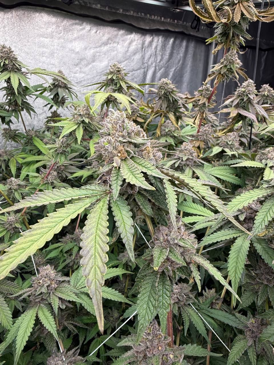 Biscotti Gelato Feminisiert Fast Buds