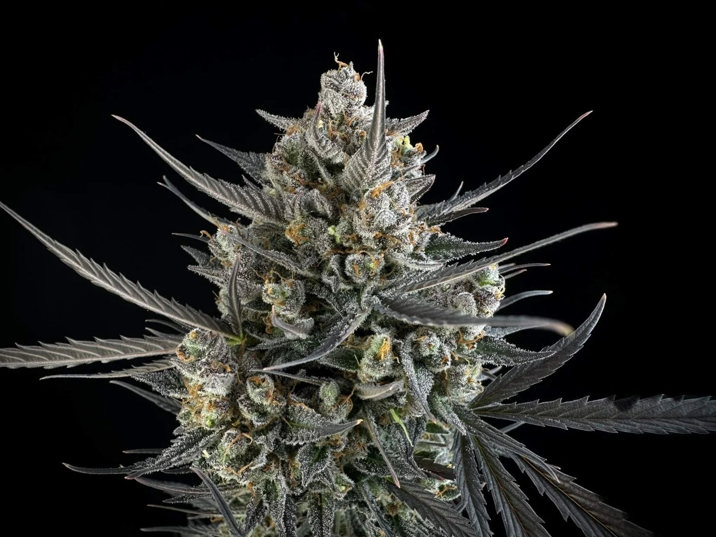 Auto Pound Cake™ (Feminisiert) Fast Buds