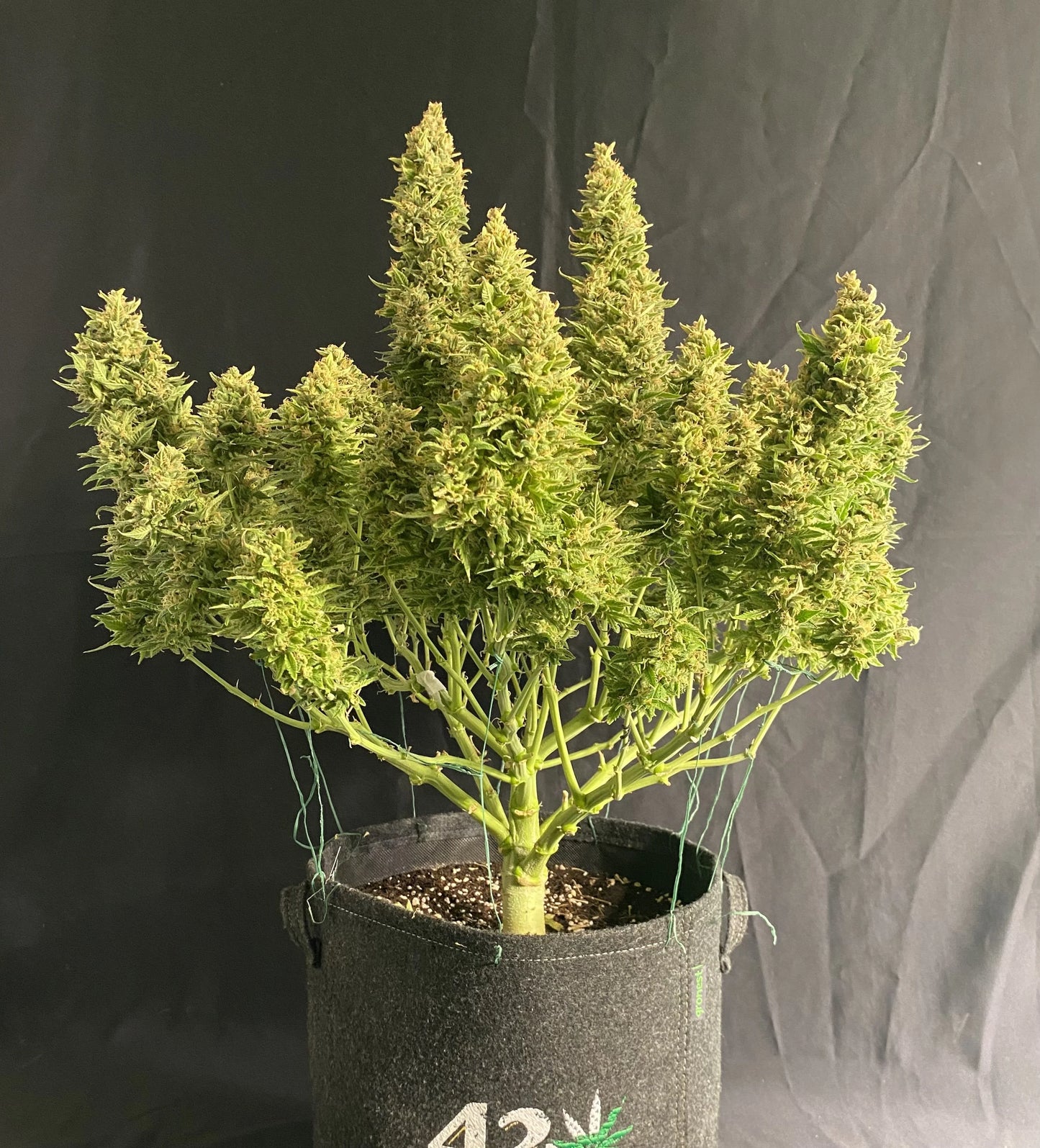 Auto Sour Jealousy™ (Feminisiert) Fast Buds