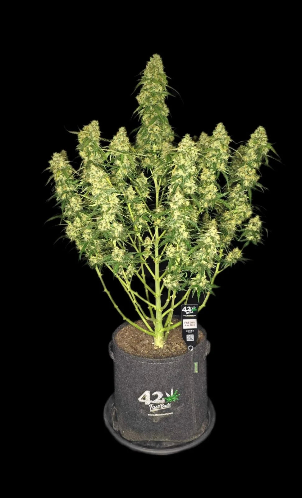 Auto Sour Jealousy™ (Feminisiert) Fast Buds