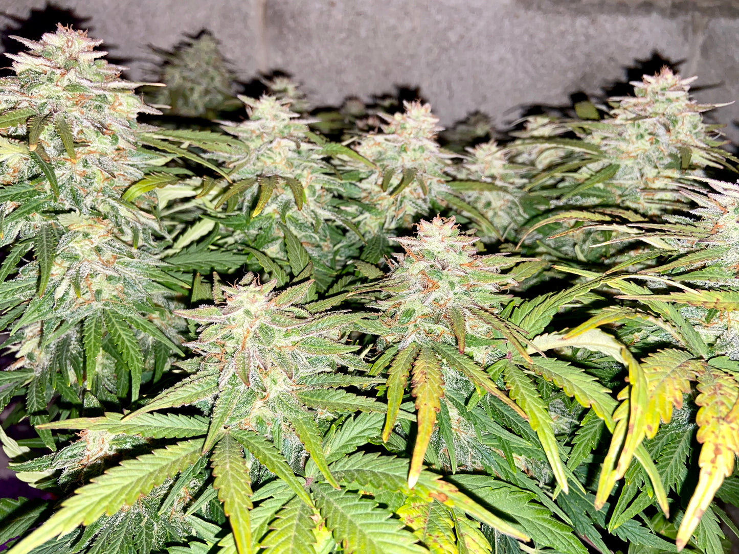 Auto Stardawg (Feminisiert) Fast Buds