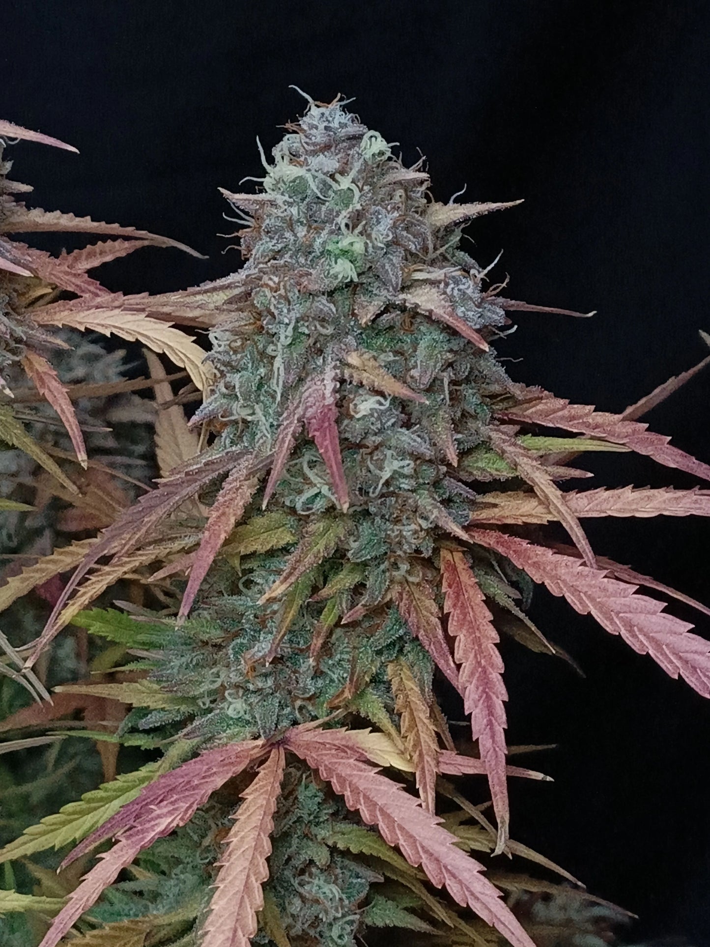 Auto Pound Cake™ (Feminisiert) Fast Buds