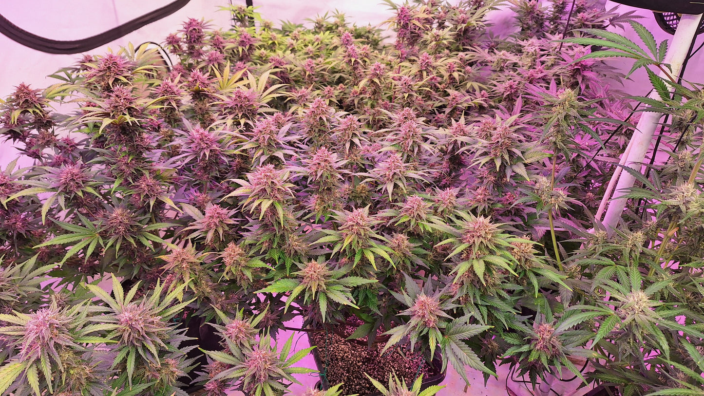 Auto Tropicana Cookies (Feminisiert) Fast Buds