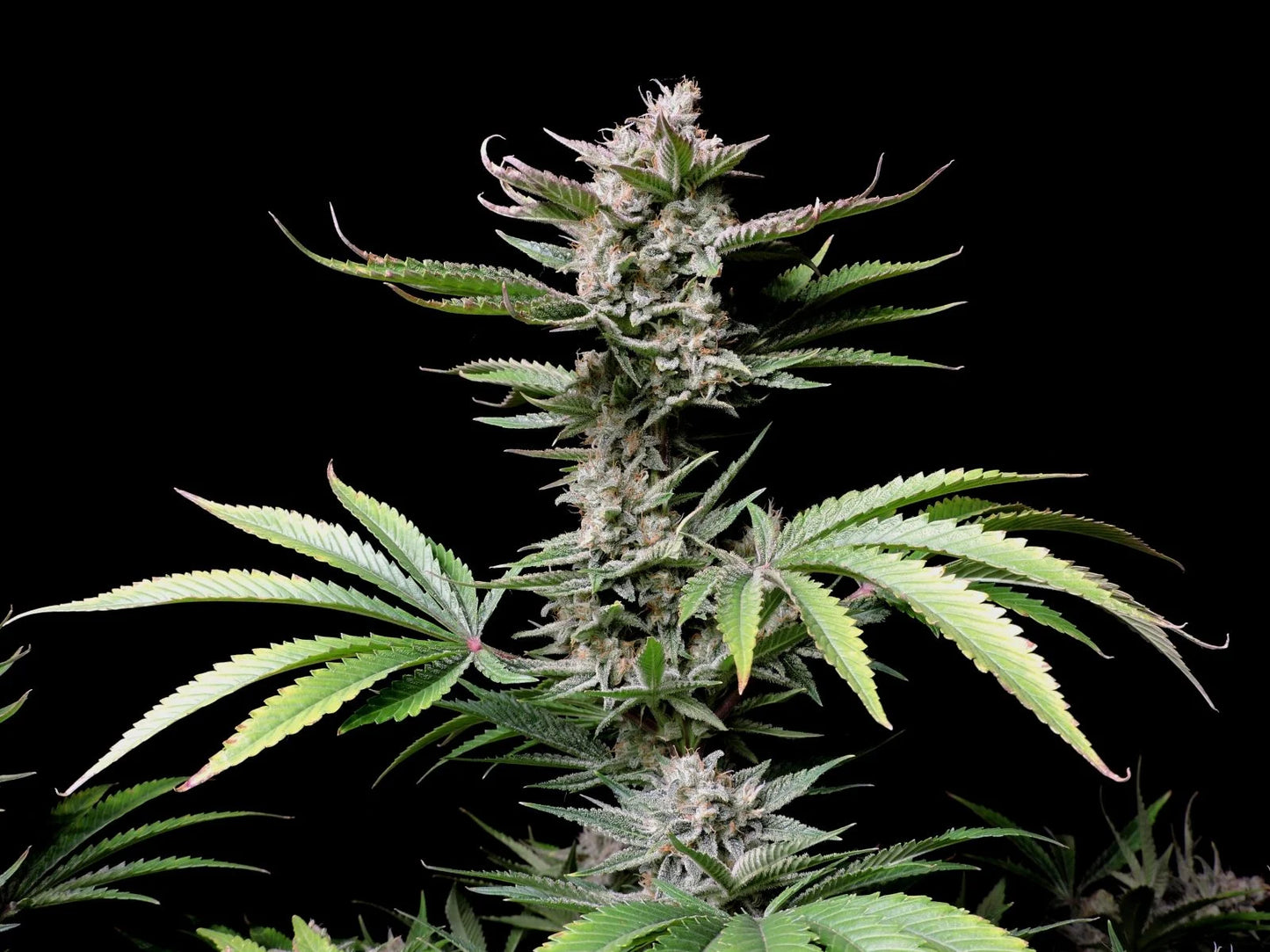 Auto Cherry Cola (Feminisiert) Fast Buds