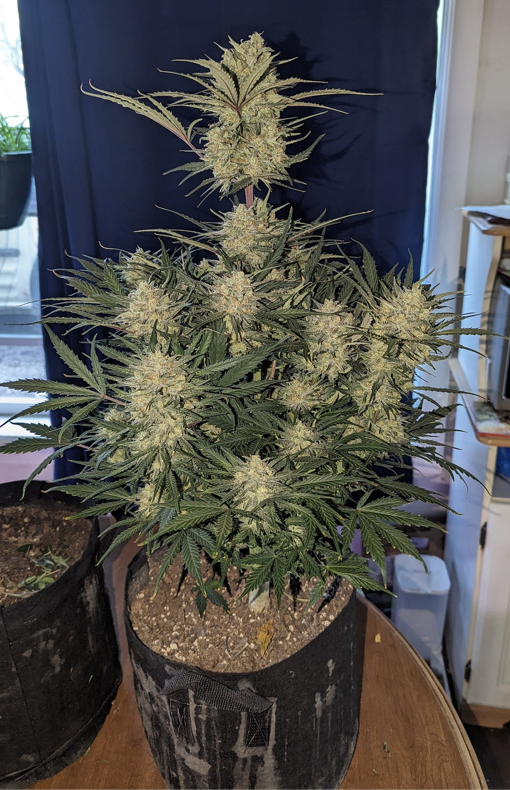 Auto Ztrawberriez (Feminisiert) Fast Buds