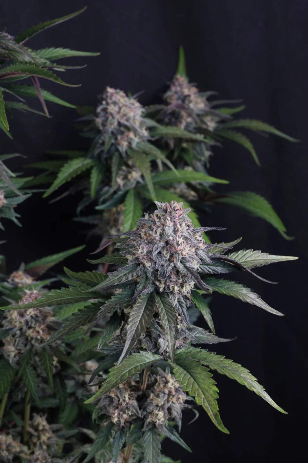 Auto Lemon Cherry Sundae™ (Feminisiert) Fast Buds