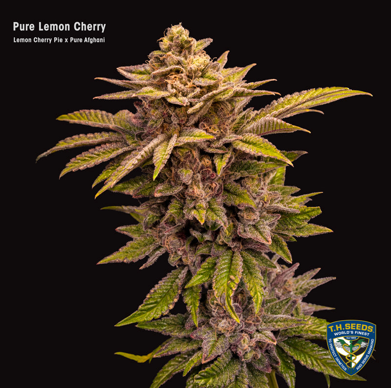 Pure Lemon Cherry Limited 420 Drop Feminisiert T.H.Seeds™