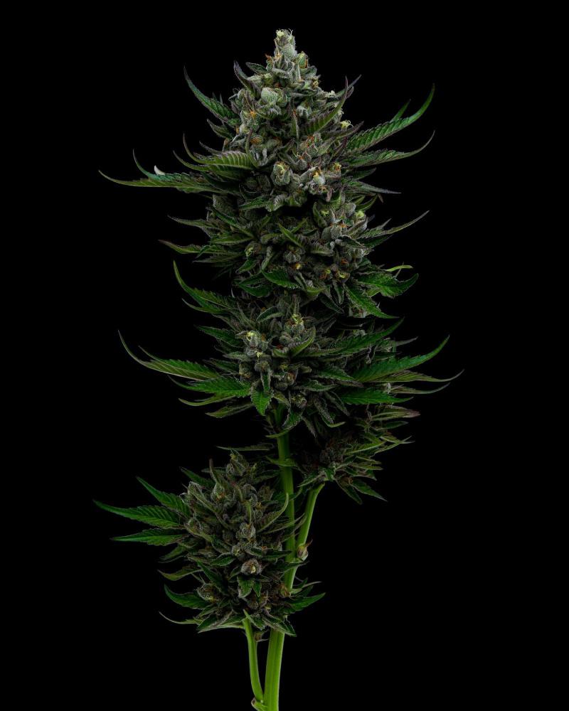 Auto All Gas OG (Feminisiert) Humboldt Seed Company