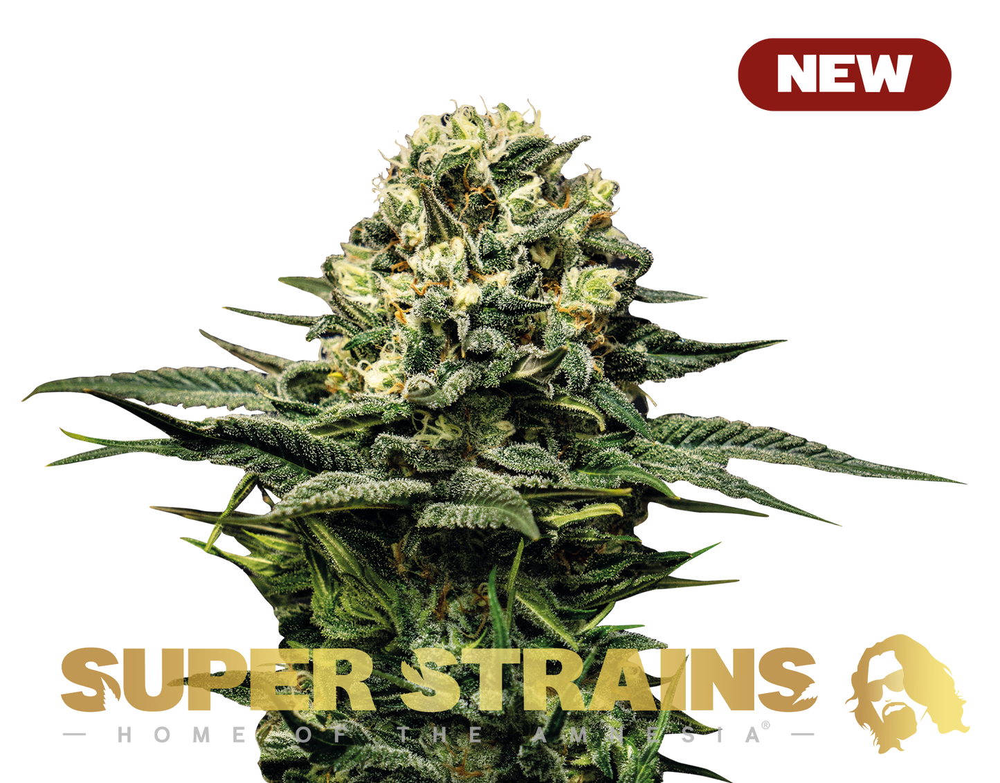 Wedding Cake Feminisiert Super Strains