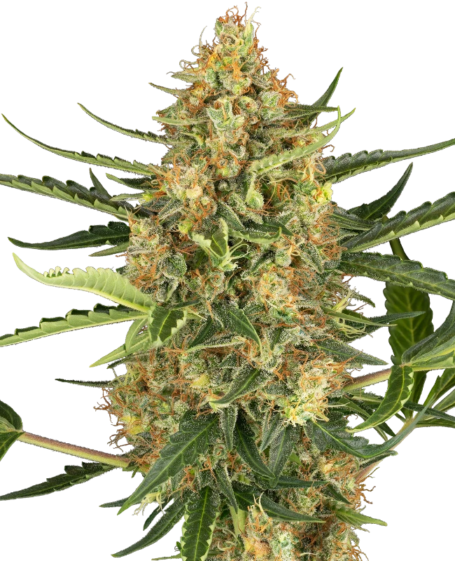 Auto Blueberry Bubblegum (Feminisiert) Sensi Seeds