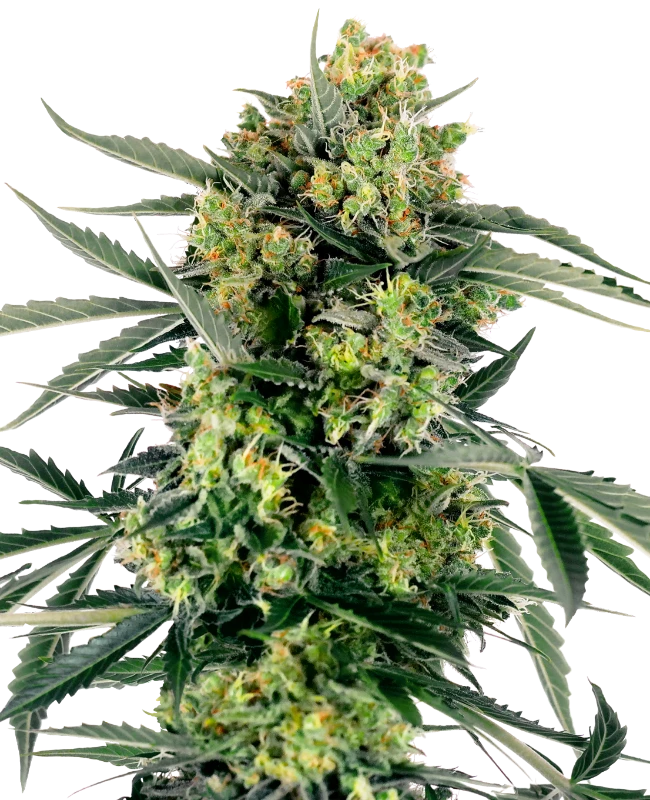Auto Blueberry Zkittlez (Feminisiert) Sensi Seeds