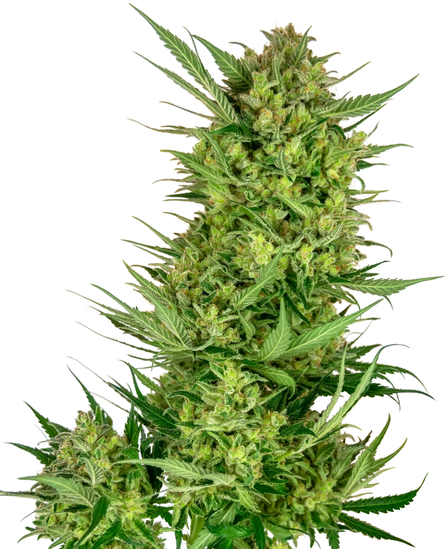 Buttercream Gelato Feminisiert Sensi Seeds