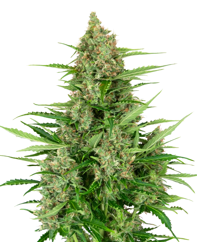 Auto Double Kush Cake (Feminisiert) Sensi Seeds